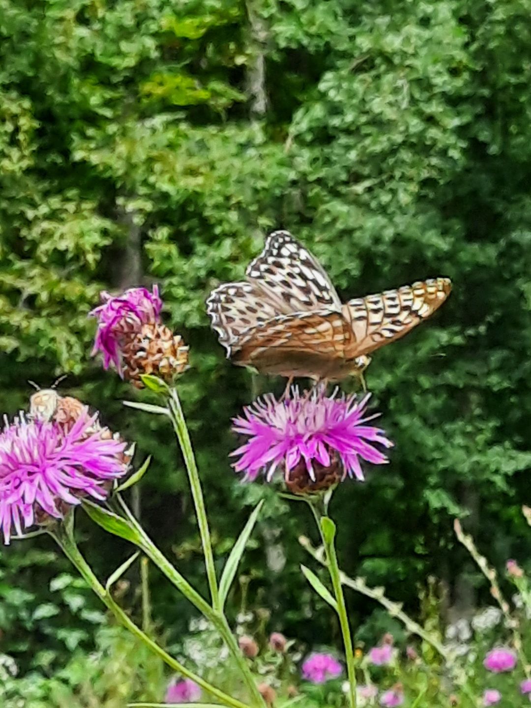 Zu sehen ist ein Falter auf einer lilafarbigen Distelbl&uuml;te.