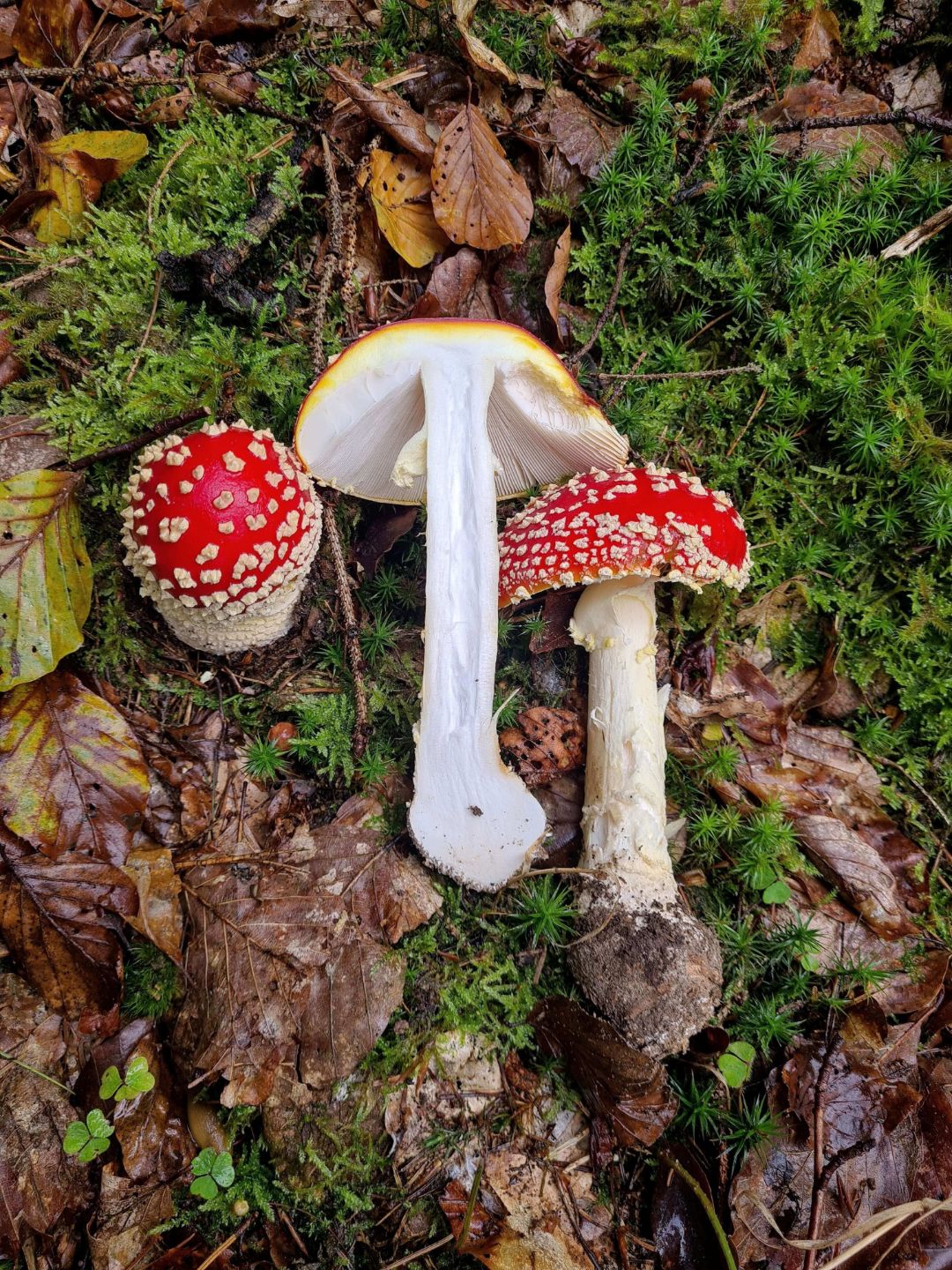 Fliegenpilz &ndash; Amanita muscaria