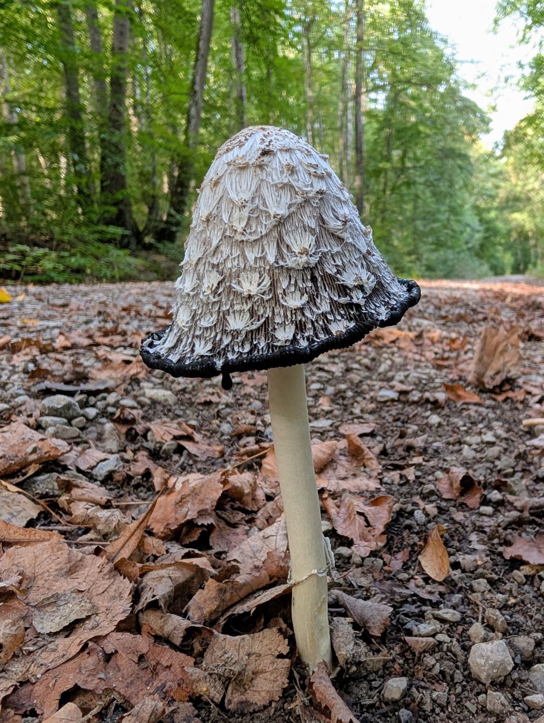 Zu sehen ist ein Schopftintling auf Waldboden.